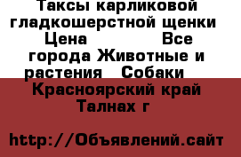 Таксы карликовой гладкошерстной щенки › Цена ­ 20 000 - Все города Животные и растения » Собаки   . Красноярский край,Талнах г.